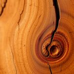 آیا چوب حرارتی واقعا ضد قارچ است؟ داده‌های آزمایش واقعی