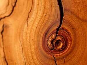 آیا چوب حرارتی واقعا ضد قارچ است؟ داده‌های آزمایش واقعی